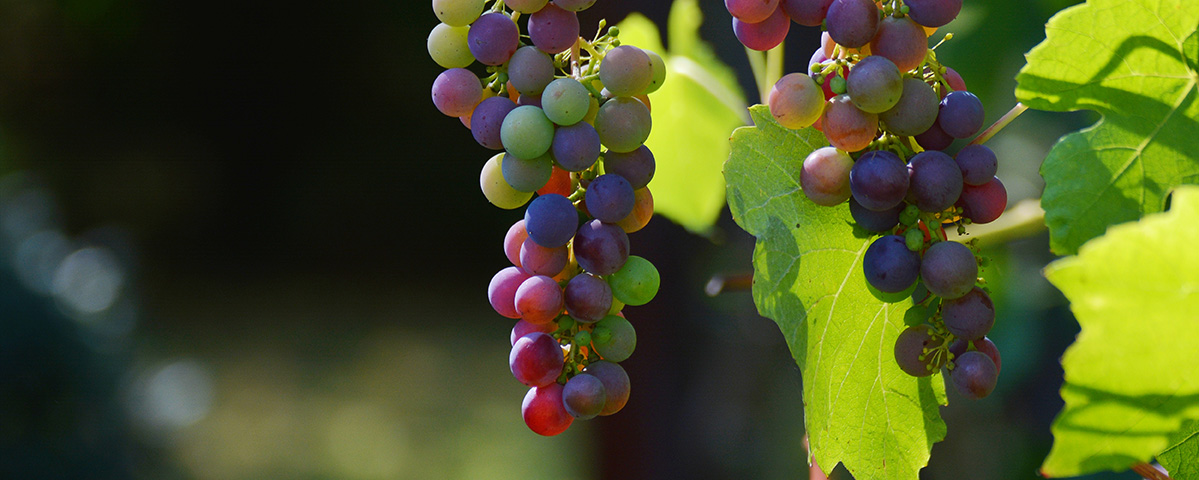 grapes-1659118_pixabay.jpg